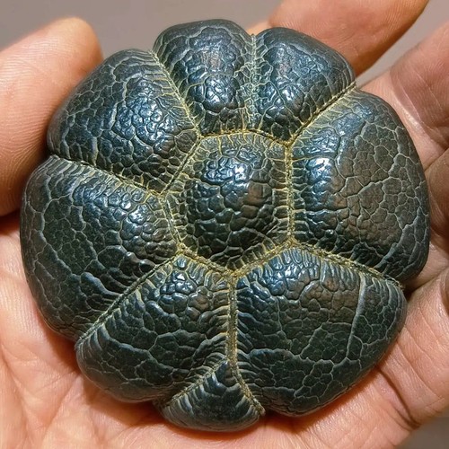 Rarität tibetischer turtle - rarität:, "turtle